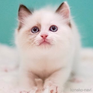 販売中の東京都のラグドール-114593の8枚目